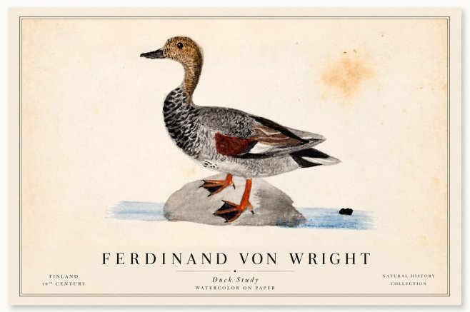 Ferdinand von Wright Duck on a Rock No2 - Plakat
