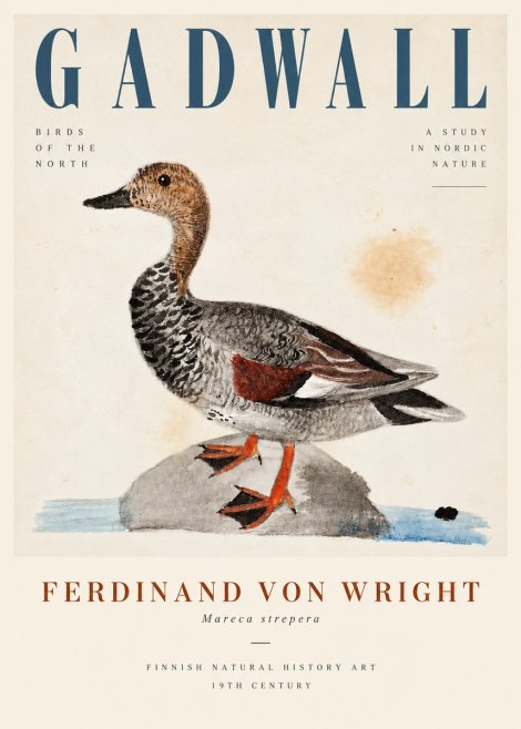 Ferdinand von Wright Duck on a Rock No5 - Plakat