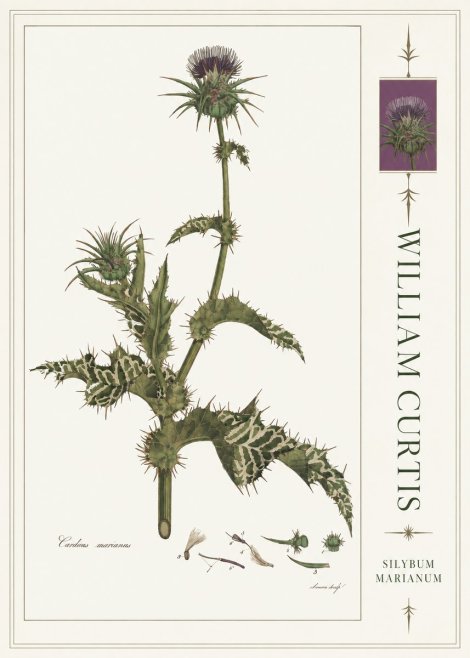 William Curtis Silybum Marianum No4 - Plakat