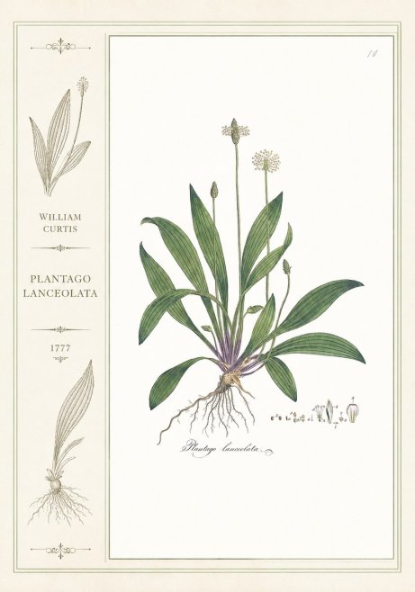 William Curtis Plantago Lanceolata I No2 - Plakat