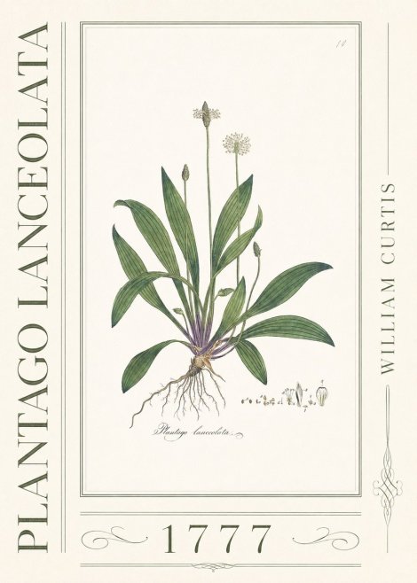 William Curtis Plantago Lanceolata I No3 - Plakat