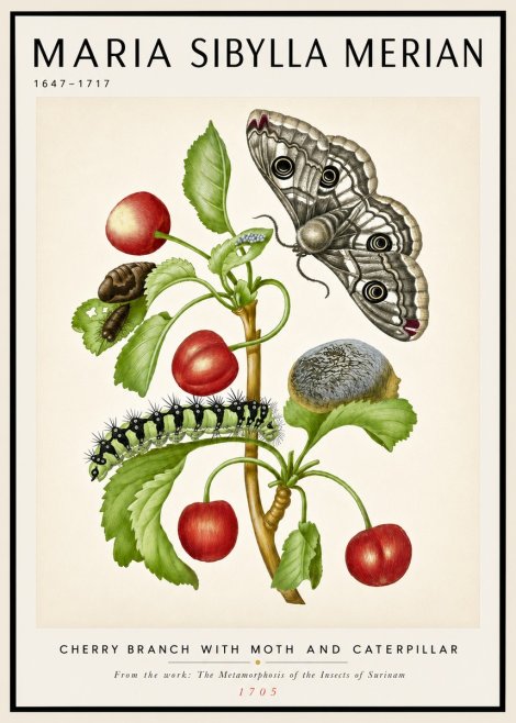 Maria Sibylla Merian Cherry Branch with Moth and Caterpillar No4 - Plakat