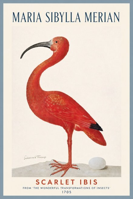Maria Sibylla Merian Scarlet Ibis No2 - Plakat
