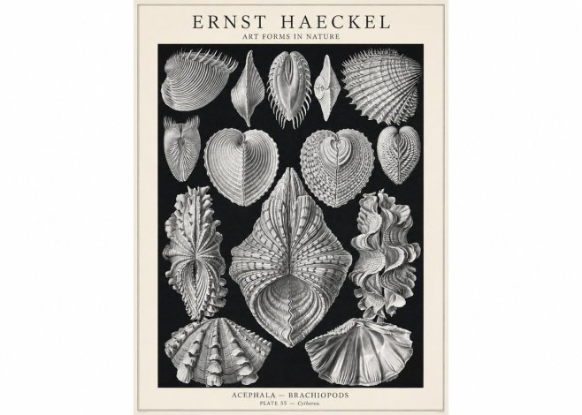Ernst Haeckel Acephala — Brachiopods Plate 55 — Cytherea. No1 - Plakat