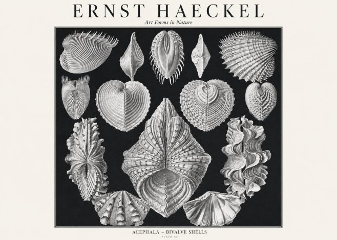 Ernst Haeckel Acephala — Brachiopods Plate 55 — Cytherea. No3 - Plakat