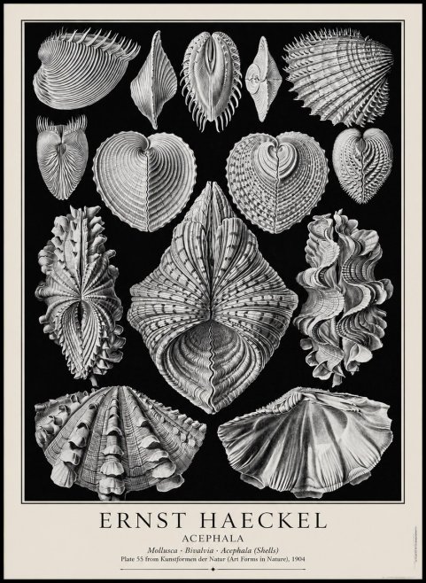 Ernst Haeckel Acephala — Brachiopods Plate 55 — Cytherea. No4 - Plakat