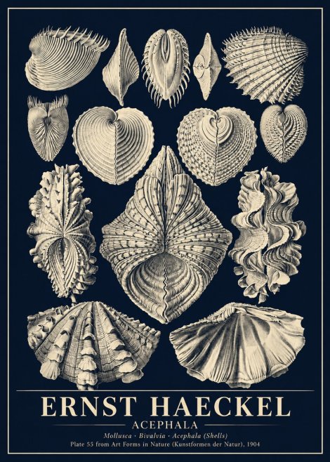 Ernst Haeckel Acephala — Brachiopods Plate 55 — Cytherea. No6 - Plakat