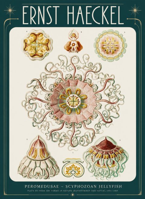 Ernst Haeckel Peromedusae – Discomedusae No4 - Plakat