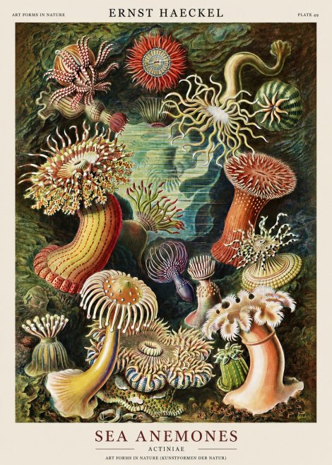 Ernst Haeckel Sea Anemones No1 - Plakat