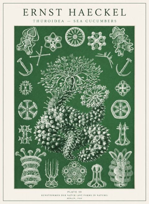 Ernst Haeckel Thuroidea - Sea Organisms No2 - Plakat