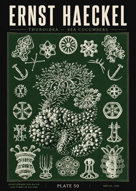 Ernst Haeckel Thuroidea - Sea Organisms No5 - Plakat