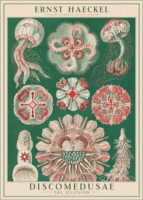 Ernst Haeckel Discomedusae - the Jellyfish No1 - Plakat