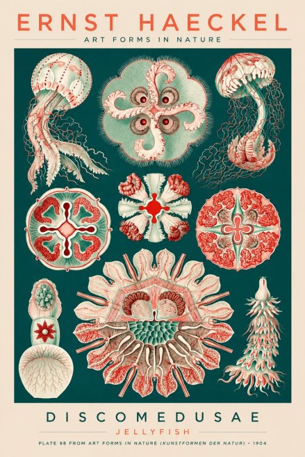 Ernst Haeckel Discomedusae - the Jellyfish No3 - Plakat