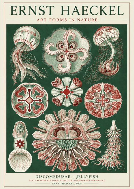 Ernst Haeckel Discomedusae - the Jellyfish No5 - Plakat