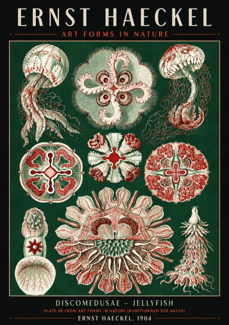 Ernst Haeckel Discomedusae - the Jellyfish No6 - Plakat