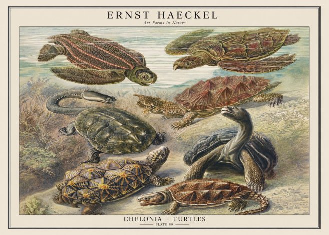 Ernst Haeckel Chelonia - Turtles No1 - Plakat