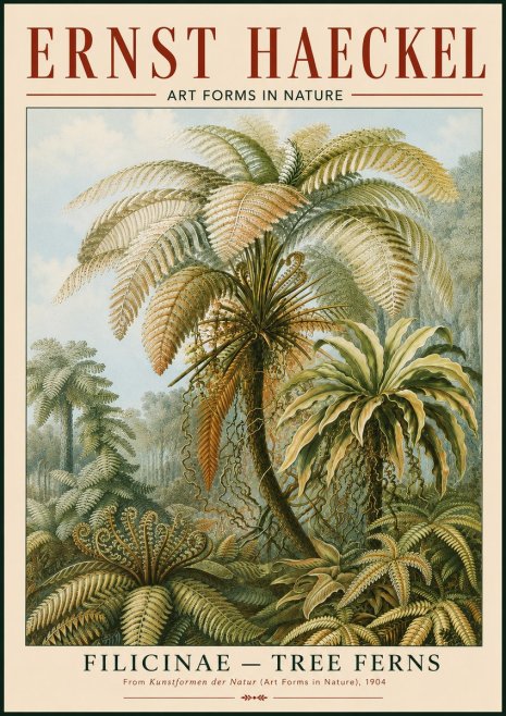 Ernst Haeckel Filicinae – Tree Ferns No4 - Plakat
