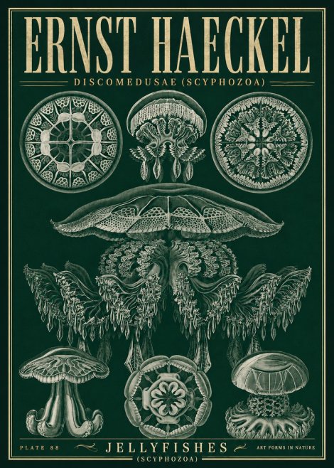 Ernst Haeckel Discomedusae (Scyphozoa) Plate 88 No5 - Plakat