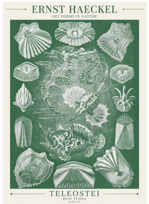Ernst Haeckel Teleostei - Bony Fishes No6 - Plakat