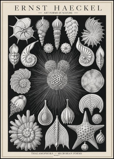 Ernst Haeckel Thalamophora - Microbian Forms - Plate 2 No1 - Plakat