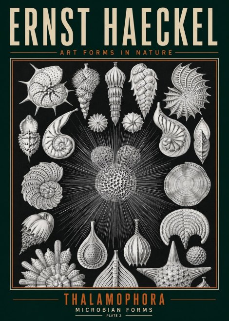 Ernst Haeckel Thalamophora - Microbian Forms - Plate 2 No3 - Plakat