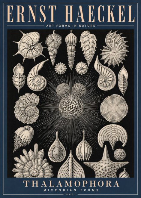 Ernst Haeckel Thalamophora - Microbian Forms - Plate 2 No4 - Plakat