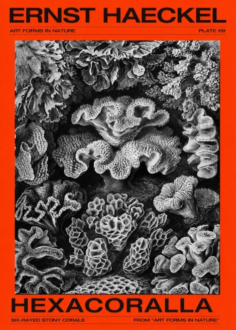 Ernst Haeckel Hexacorallia No4 - Plakat