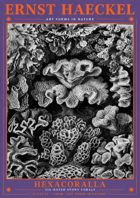 Ernst Haeckel Hexacorallia No6 - Plakat