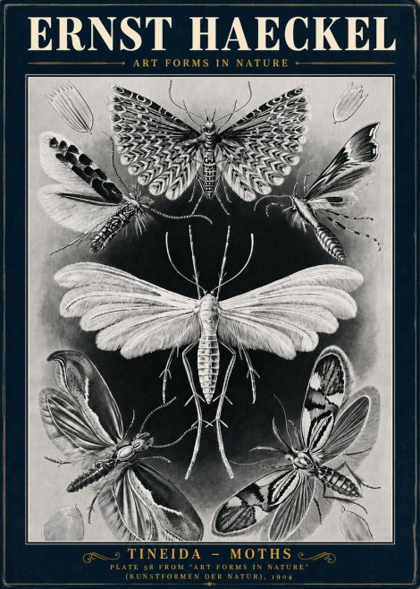 Ernst Haeckel Tineida - Moths No5 - Plakat