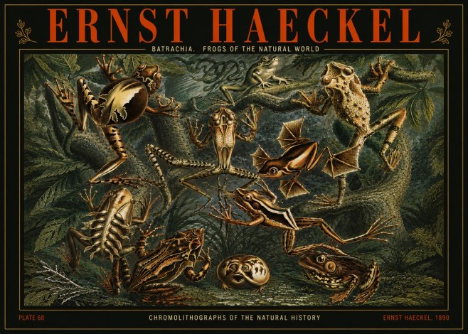 Ernst Haeckel Frogs of the Natural World No5 - Plakat