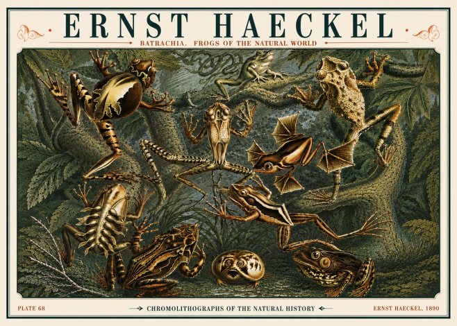 Ernst Haeckel Frogs of the Natural World No6 - Plakat