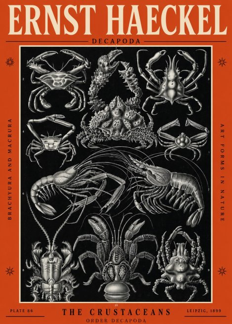 Ernst Haeckel Decapoda Brachyura and Macrura Plate 86 No2 - Plakat