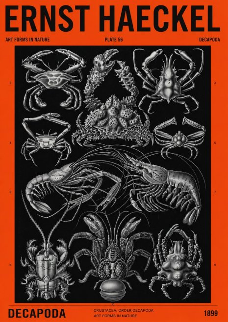 Ernst Haeckel Decapoda Brachyura and Macrura Plate 86 No4 - Plakat