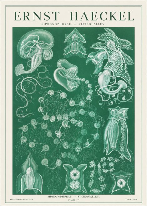 Ernst Haeckel Siphonophorae. — Statequallen. Plate 17 No1 - Plakat