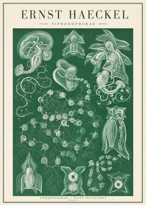 Ernst Haeckel Siphonophorae. — Statequallen. Plate 17 No2 - Plakat