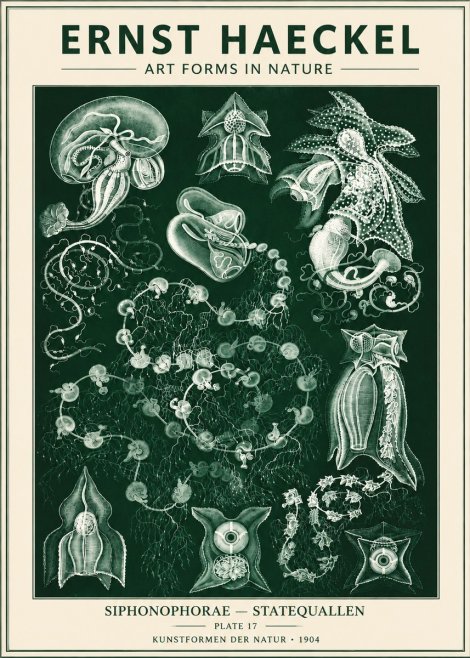 Ernst Haeckel Siphonophorae. — Statequallen. Plate 17 No6 - Plakat