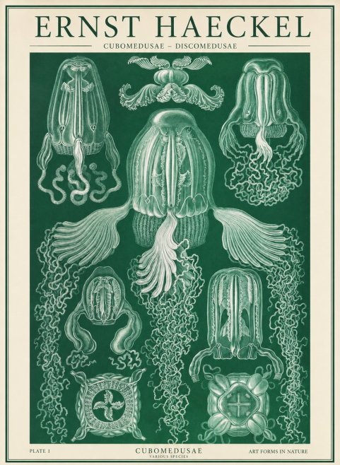Ernst Haeckel Cubomedusae No2 - Plakat