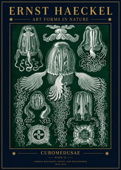 Ernst Haeckel Cubomedusae No5 - Plakat