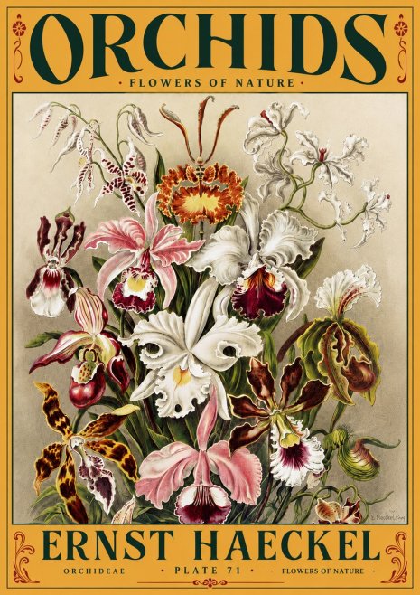 Ernst Haeckel Orchids No5 - Plakat