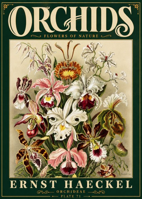 Ernst Haeckel Orchids No6 - Plakat