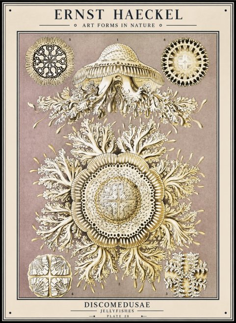 Ernst Haeckel Discomedusae No1 - Plakat