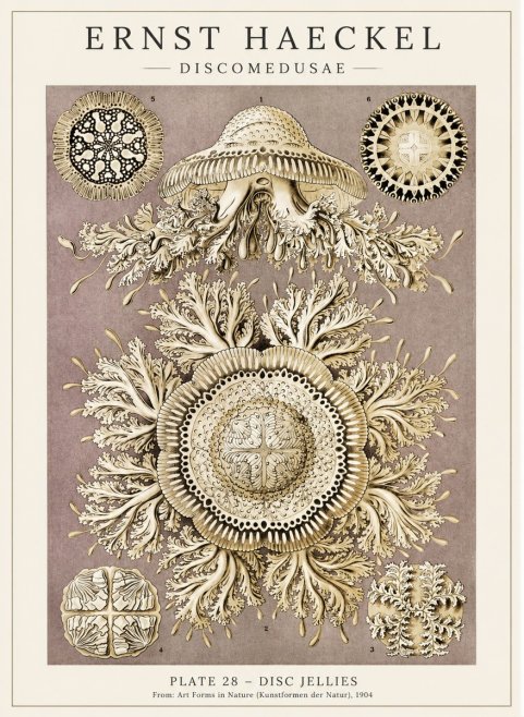 Ernst Haeckel Discomedusae No5 - Plakat