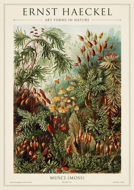 Ernst Haeckel Musci (Moss) No1 - Plakat