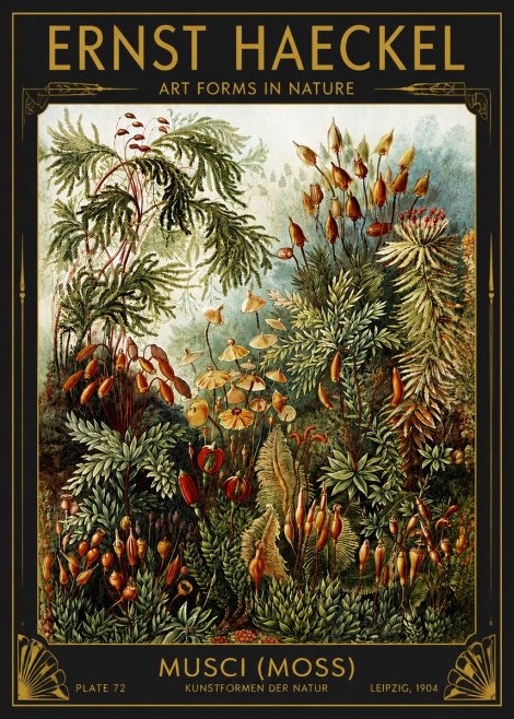 Ernst Haeckel Musci (Moss) No4 - Plakat