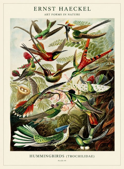 Ernst Haeckel Trochilidae - Hummingbirds No3 - Plakat