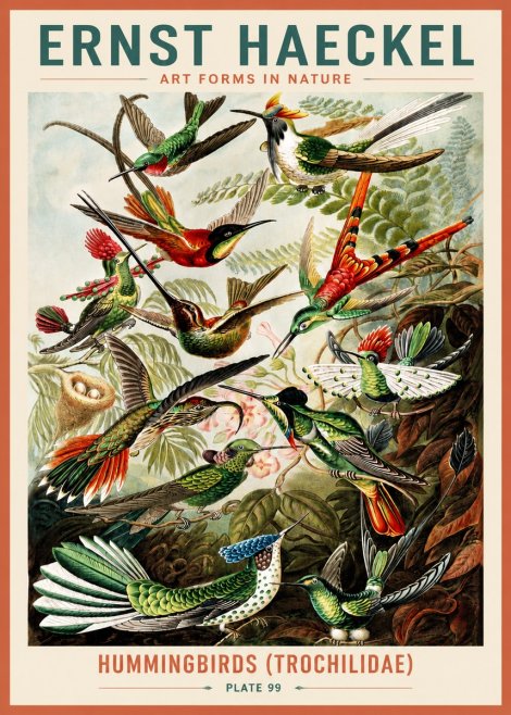 Ernst Haeckel Trochilidae - Hummingbirds No5 - Plakat