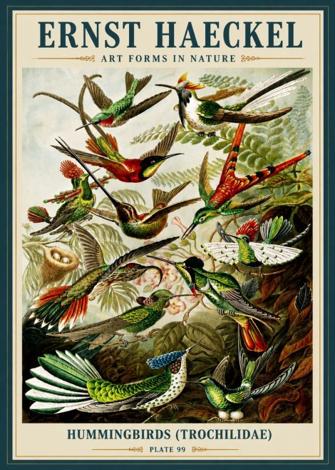 Ernst Haeckel Trochilidae - Hummingbirds No6 - Plakat