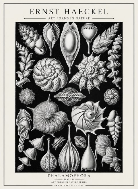 Ernst Haeckel Thalamophora No2 - Plakat
