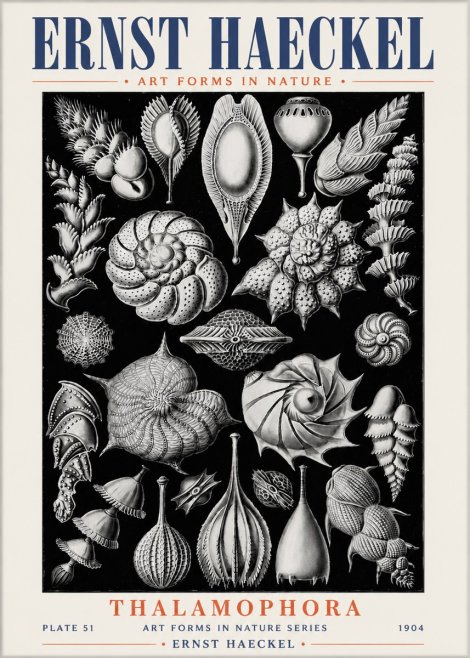 Ernst Haeckel Thalamophora No6 - Plakat