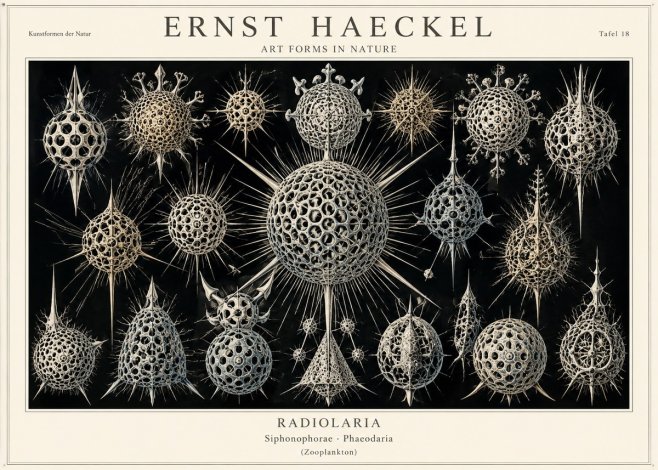 Ernst Haeckel Radiolaria No1 - Plakat